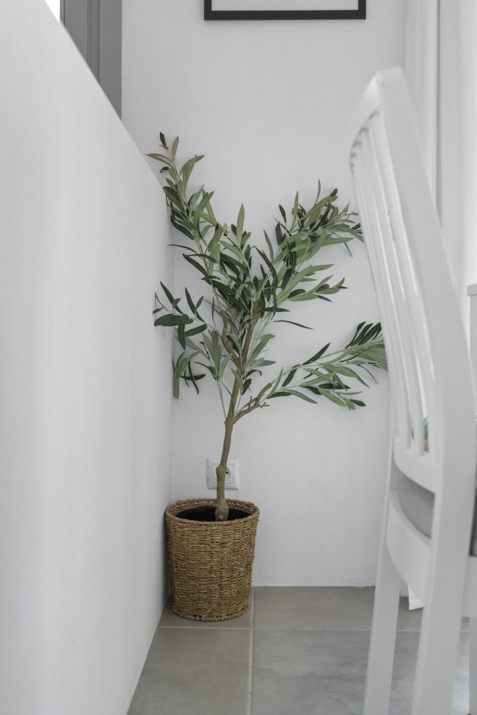 Olive plant in a whitewashed nook